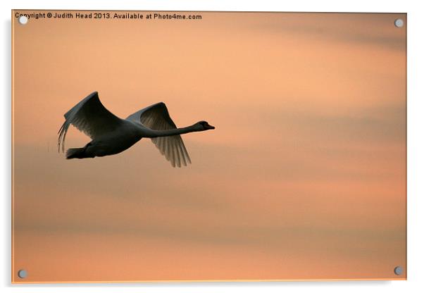 Flight Of The Swan Acrylic by Judith Head