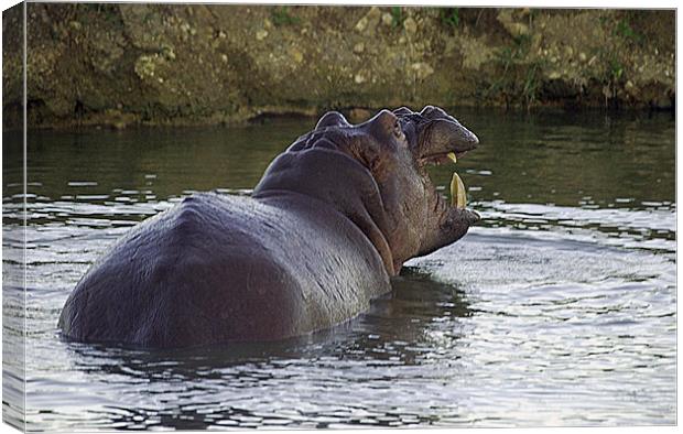 JST2676 Hippo in Rhino Valley Pool Canvas Print by Jim Tampin