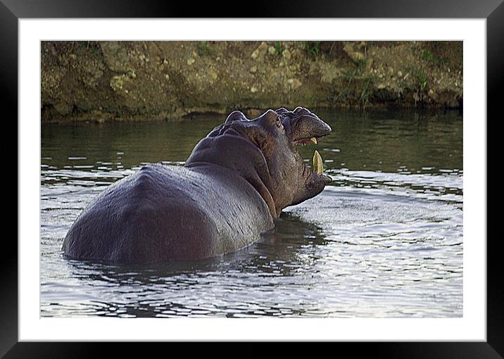 JST2676 Hippo in Rhino Valley Pool Framed Mounted Print by Jim Tampin