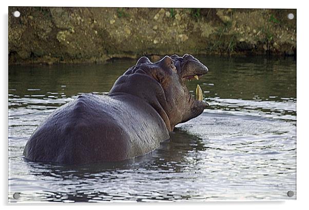 JST2676 Hippo in Rhino Valley Pool Acrylic by Jim Tampin
