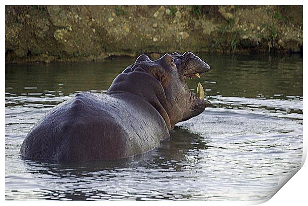 JST2676 Hippo in Rhino Valley Pool Print by Jim Tampin