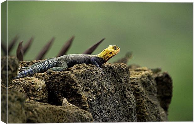 JST2679 Rock Agama Lizard Canvas Print by Jim Tampin