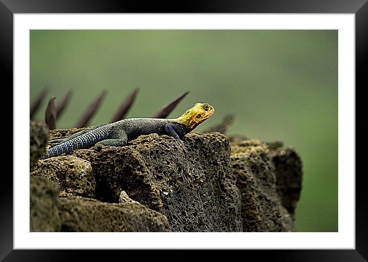 JST2679 Rock Agama Lizard Framed Mounted Print by Jim Tampin