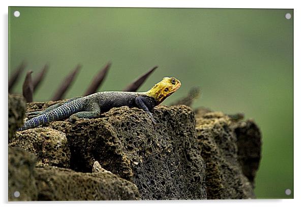 JST2679 Rock Agama Lizard Acrylic by Jim Tampin