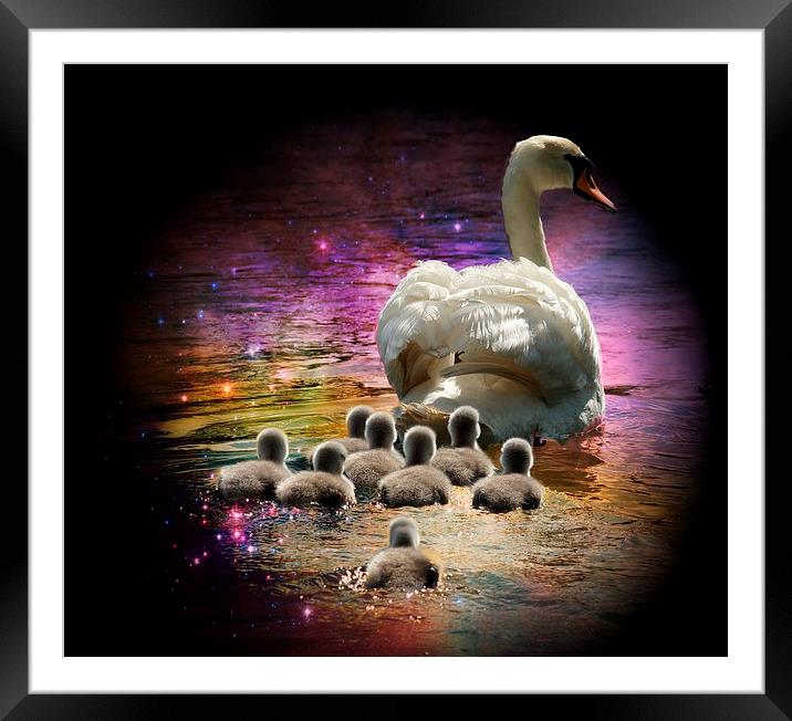 Swan Lake canvas by JCstudios Framed Mounted Print by JC studios LRPS ARPS