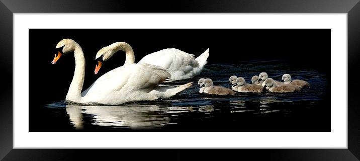 Swan family by JCstudios Framed Mounted Print by JC studios LRPS ARPS