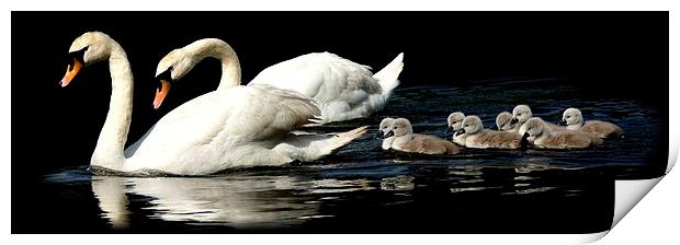 Swan family by JCstudios Print by JC studios LRPS ARPS