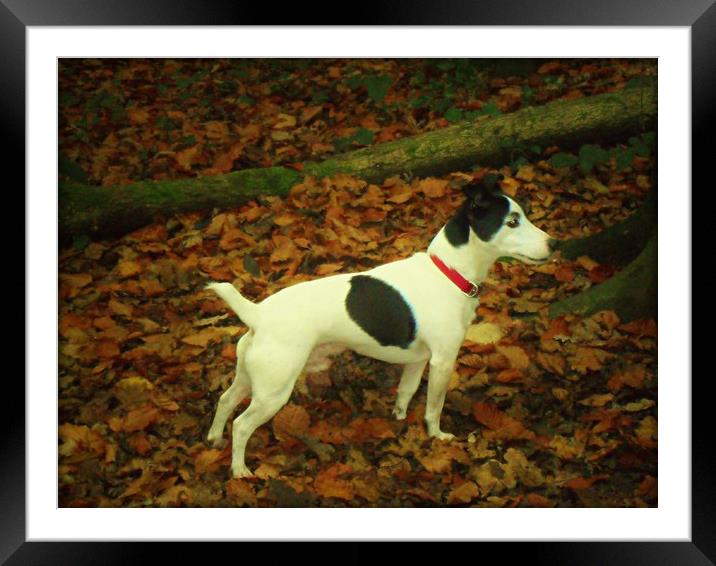 Now, Wheres My Ball. Framed Mounted Print by Heather Goodwin
