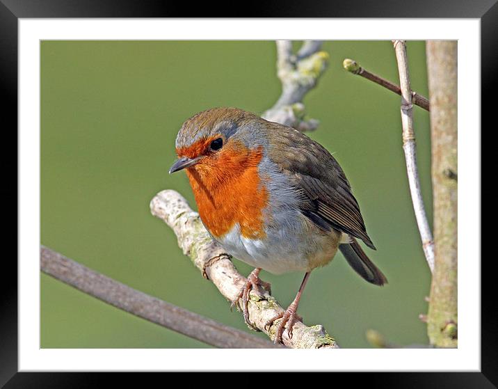 Robin Framed Mounted Print by Sarah Pymer