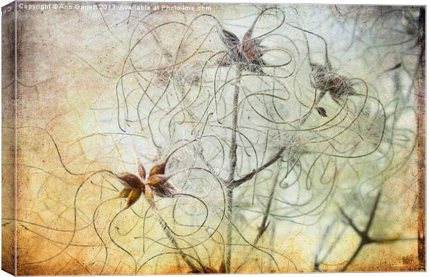 Clematis Virginiana Seed Head Textures Canvas Print by Ann Garrett
