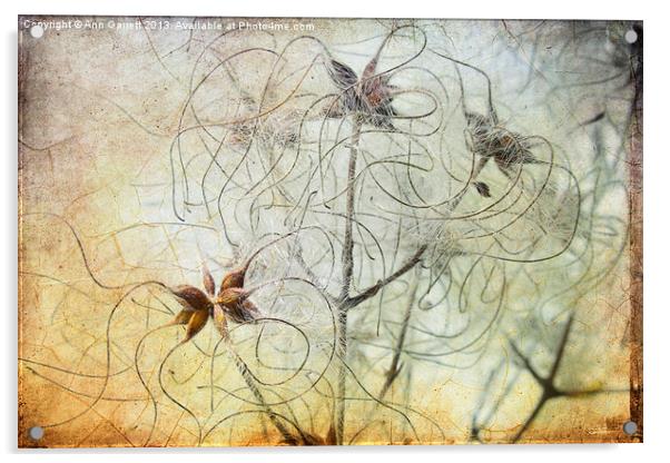 Clematis Virginiana Seed Head Textures Acrylic by Ann Garrett