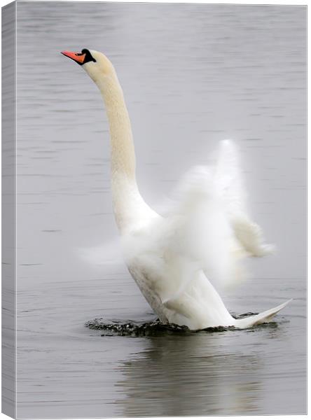 Swan in a Flap Canvas Print by Mike Gorton