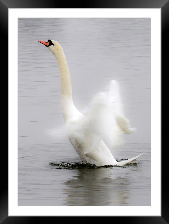 Swan in a Flap Framed Mounted Print by Mike Gorton