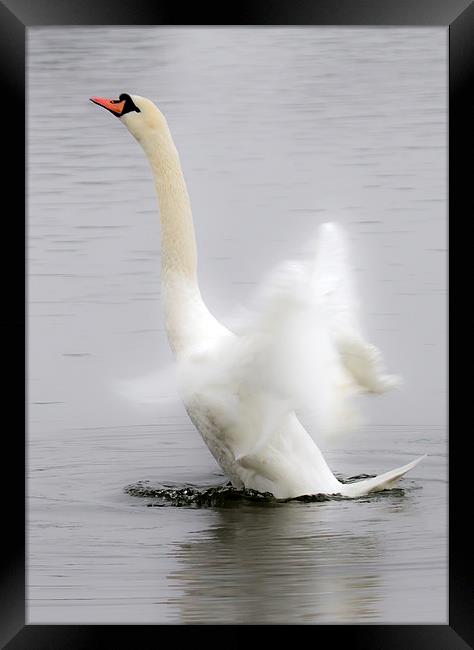 Swan in a Flap Framed Print by Mike Gorton