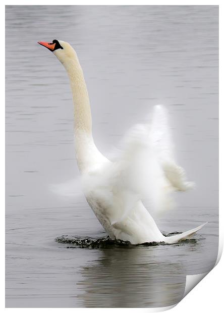 Swan in a Flap Print by Mike Gorton