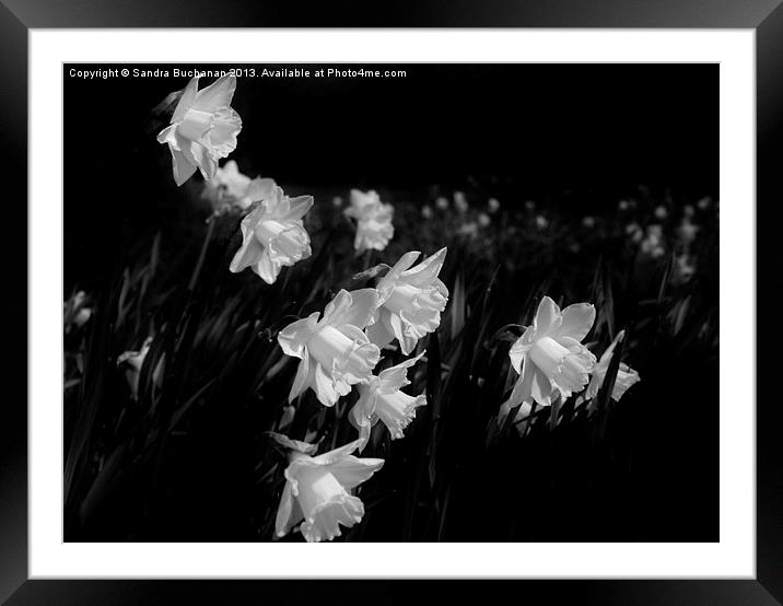 Daffodils At Dusk Framed Mounted Print by Sandra Buchanan