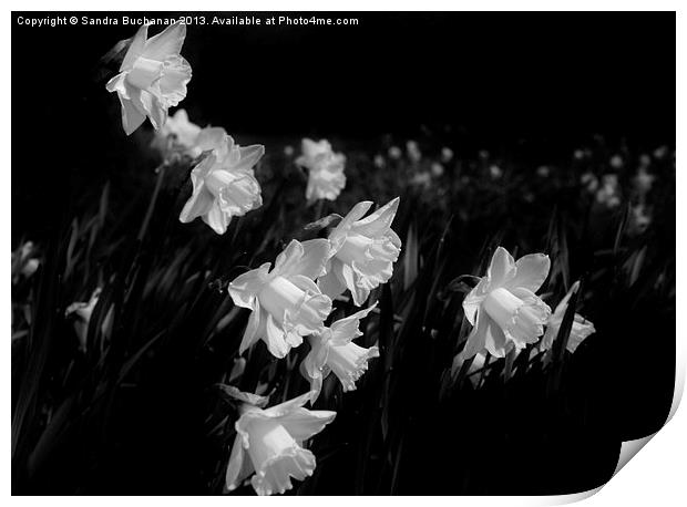 Daffodils At Dusk Print by Sandra Buchanan