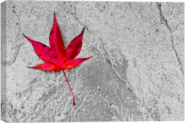 Acer Leaf On A Textured Background Canvas Print by Darren Burroughs