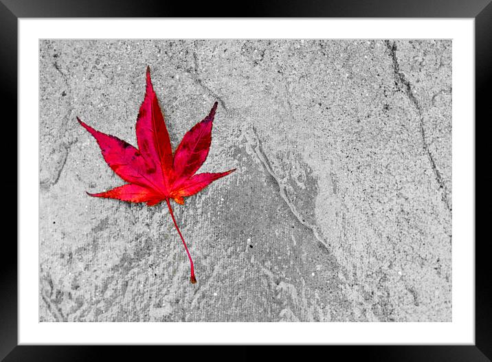 Acer Leaf On A Textured Background Framed Mounted Print by Darren Burroughs