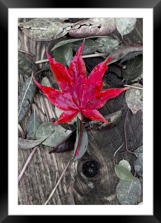 Autumn Acer Framed Mounted Print by Darren Burroughs