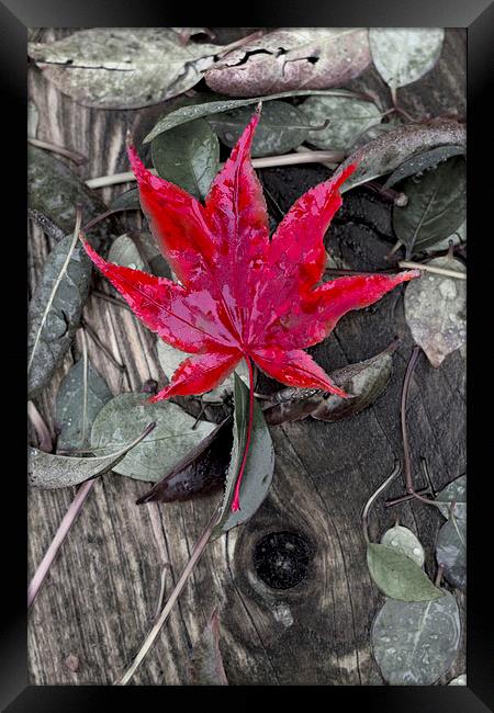 Autumn Acer Framed Print by Darren Burroughs