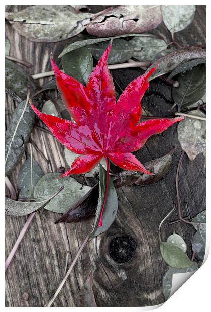 Autumn Acer Print by Darren Burroughs