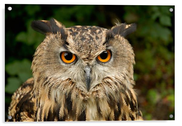 Eurasian Eagle Owl Acrylic by Mark Robson