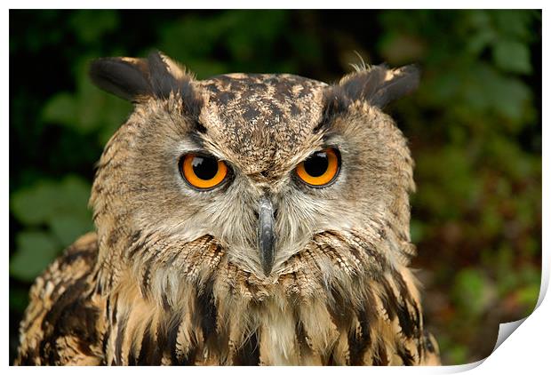Eurasian Eagle Owl Print by Mark Robson