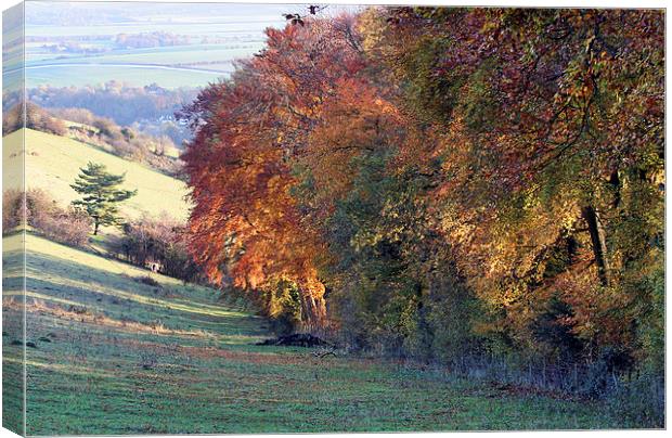 Autumn colours Canvas Print by Tony Bates