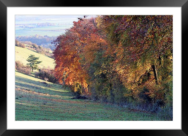 Autumn colours Framed Mounted Print by Tony Bates