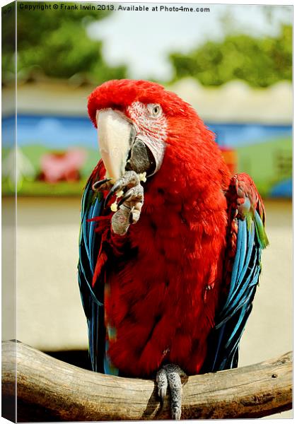 BLUE AND RED MACAW Canvas Print by Frank Irwin