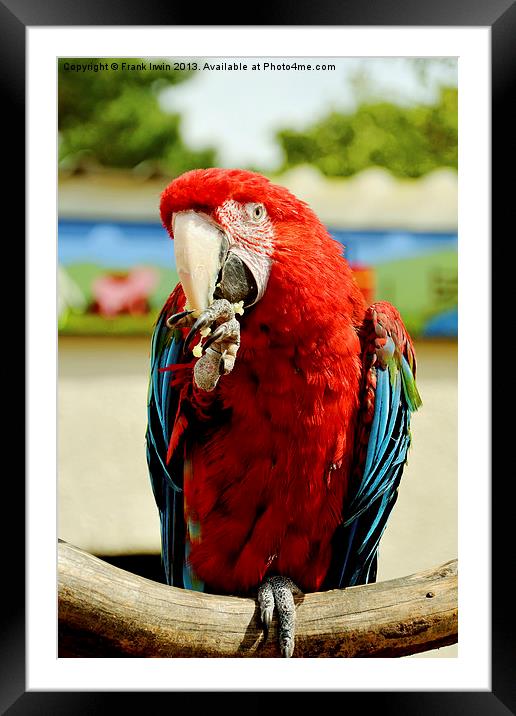 BLUE AND RED MACAW Framed Mounted Print by Frank Irwin