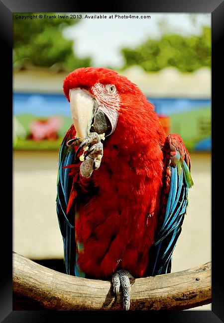 BLUE AND RED MACAW Framed Print by Frank Irwin