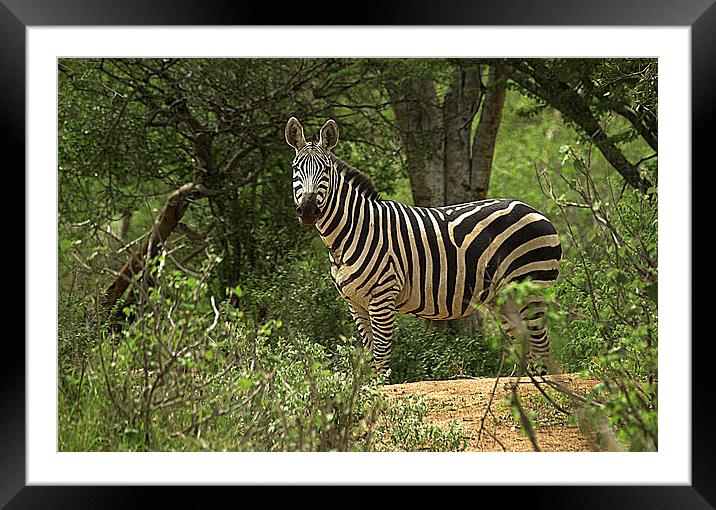 JST2680 Plains Zebra, Common or Burchells Framed Mounted Print by Jim Tampin