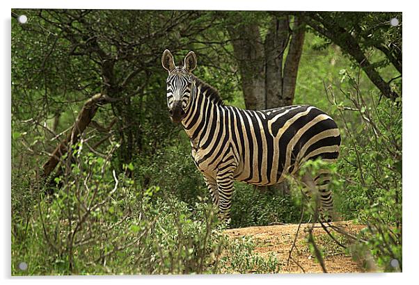 JST2680 Plains Zebra, Common or Burchells Acrylic by Jim Tampin