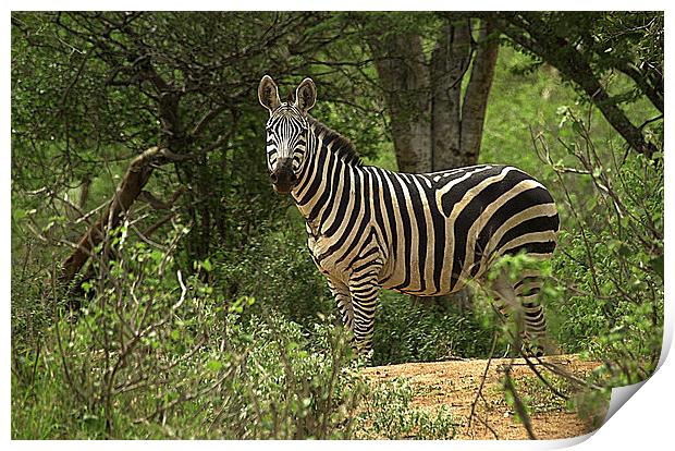 JST2680 Plains Zebra, Common or Burchells Print by Jim Tampin