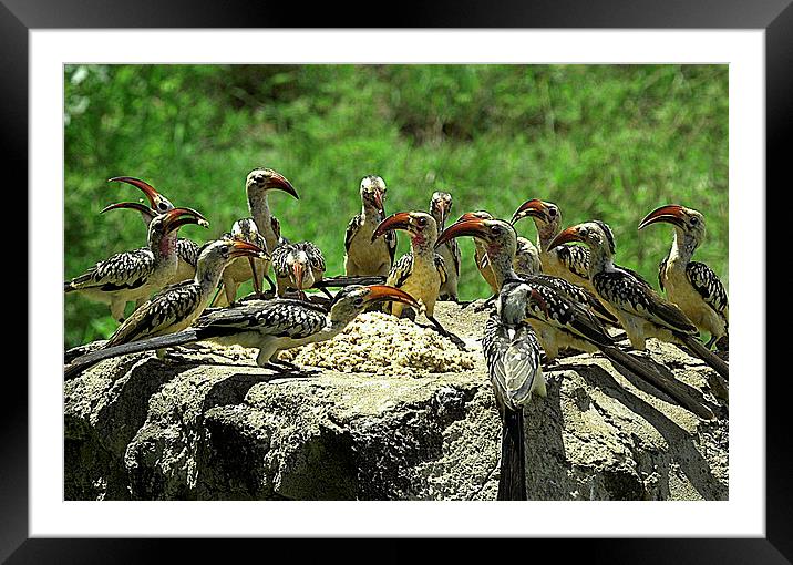 JST2682 Red Billed Hornbills at lunch Framed Mounted Print by Jim Tampin
