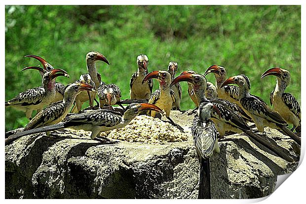 JST2682 Red Billed Hornbills at lunch Print by Jim Tampin