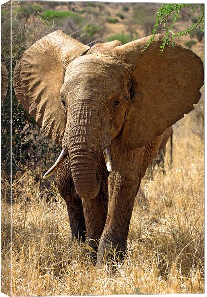 JST2685 Young African Elephant Canvas Print by Jim Tampin