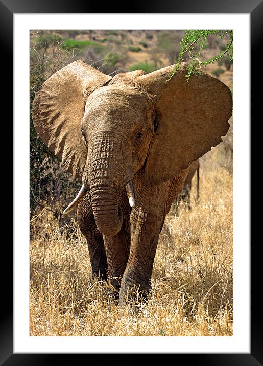 JST2685 Young African Elephant Framed Mounted Print by Jim Tampin