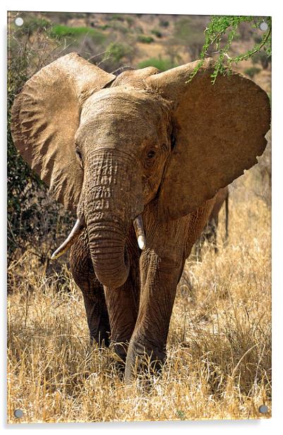 JST2685 Young African Elephant Acrylic by Jim Tampin