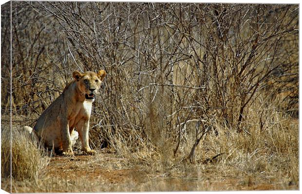 JST2686 Lioness, Tsavo West Canvas Print by Jim Tampin