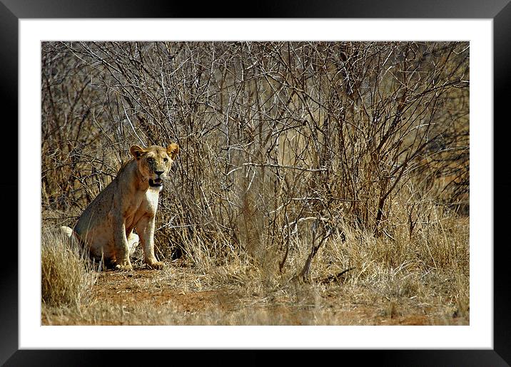 JST2686 Lioness, Tsavo West Framed Mounted Print by Jim Tampin