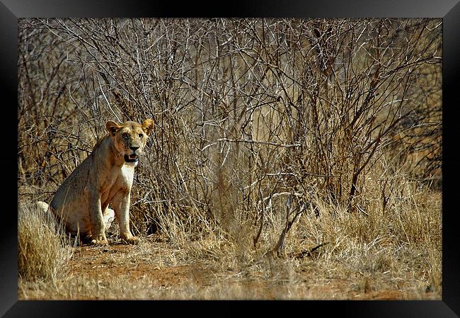 JST2686 Lioness, Tsavo West Framed Print by Jim Tampin