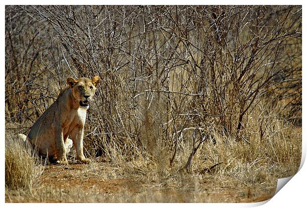 JST2686 Lioness, Tsavo West Print by Jim Tampin