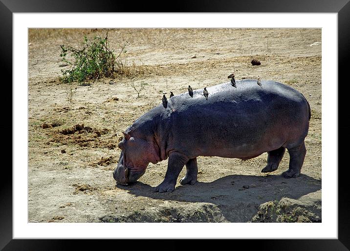 JST2687 Hippopotamus and friends Framed Mounted Print by Jim Tampin