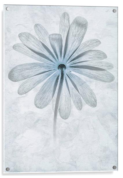 Iced Anemone Acrylic by John Edwards