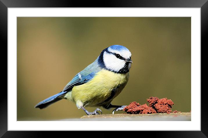 Blue Tit Framed Mounted Print by Ruth Hallam