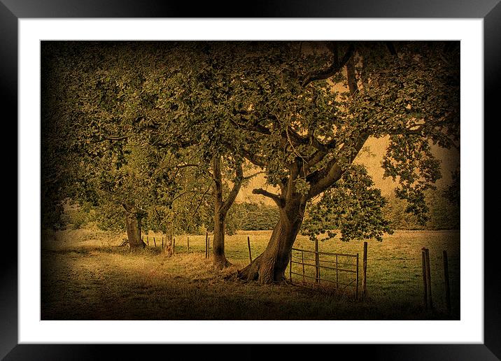 Trees, Fields and Fences 2 Framed Mounted Print by Julie Coe