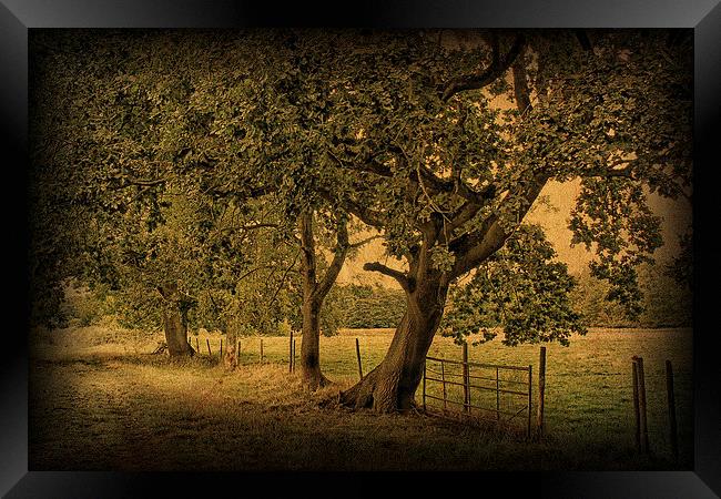 Trees, Fields and Fences 2 Framed Print by Julie Coe